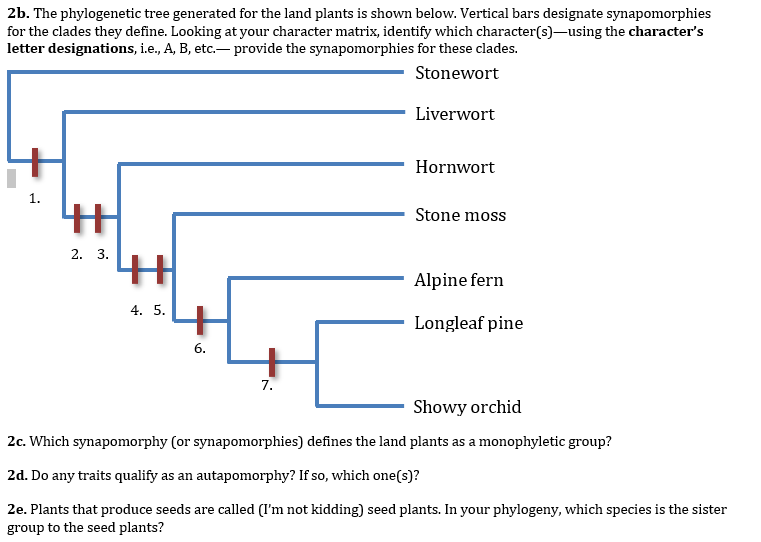 land plant phylogenetic tree