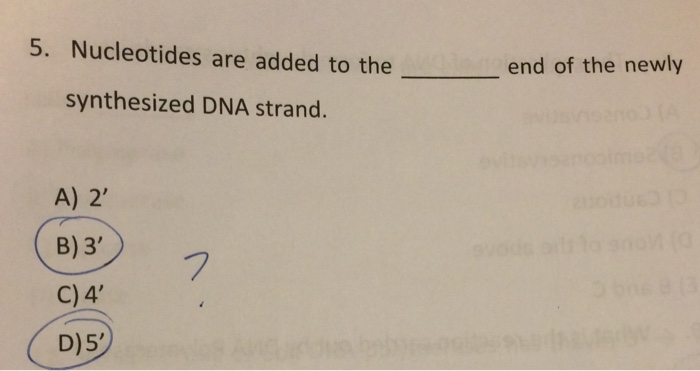 Solved Nucleotides Are Added To The End Of The Newly Chegg Com