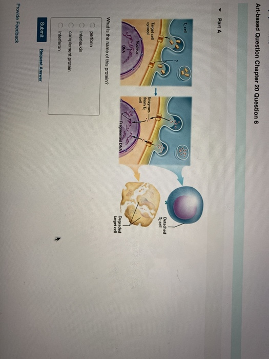 Solved Lymph/Immune Artbased Question Chapter 20 Question 8