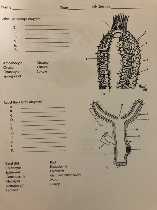 Solved Name Date_ Lab Section Label the sponge diagram 2.