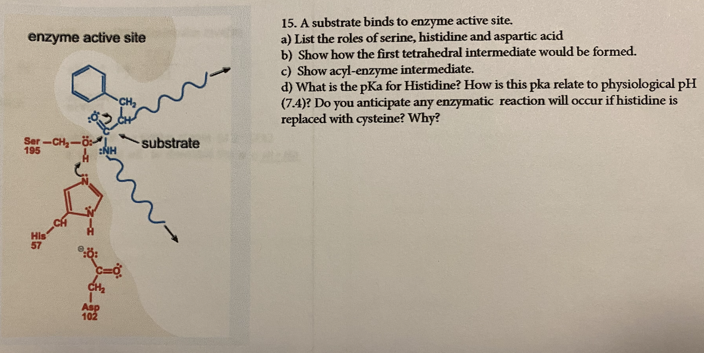 Solved enzyme active site 15. A substrate binds to enzyme | Chegg.com