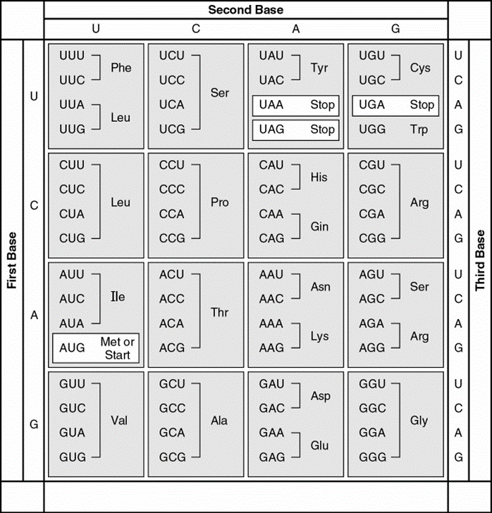 Solved Given this peptide sequence, phe-ser-tyr-cys-leu, | Chegg.com ...