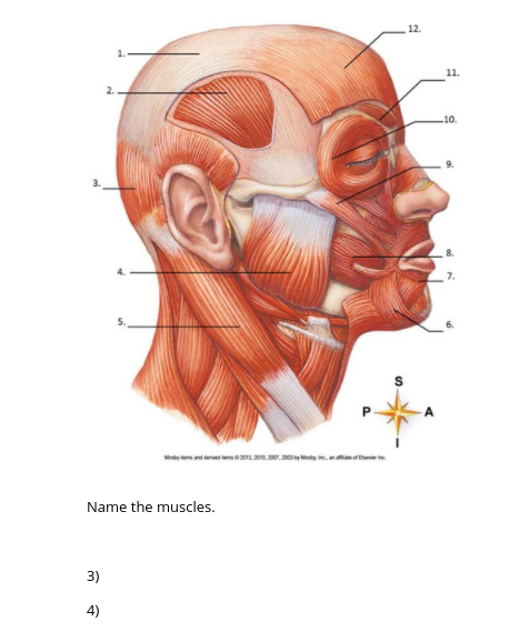 Solved A B Name The Muscles 12 11 10 Name The Muscles Chegg Com