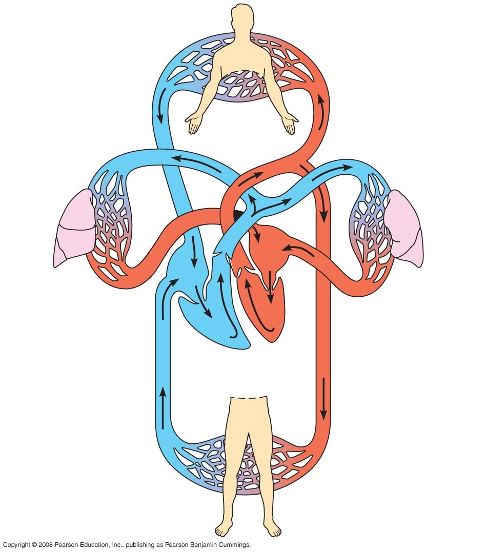 Solved 90) What controls the pace of the heart rhythm? A) | Chegg.com