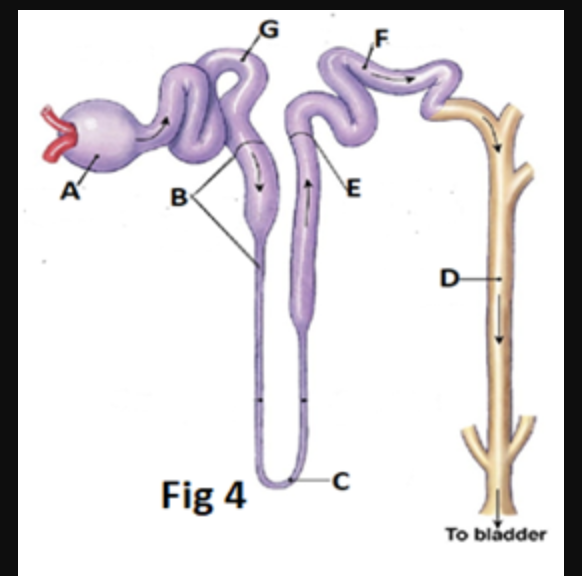 Solved 1. In fig above, which letters represent the areas | Chegg.com