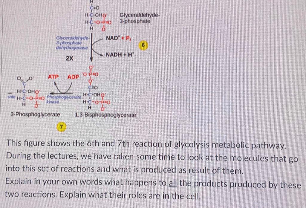 Solved Ceo H C Oho Ho Opio H Glyceraldehyde 3 Phosphate Chegg Com