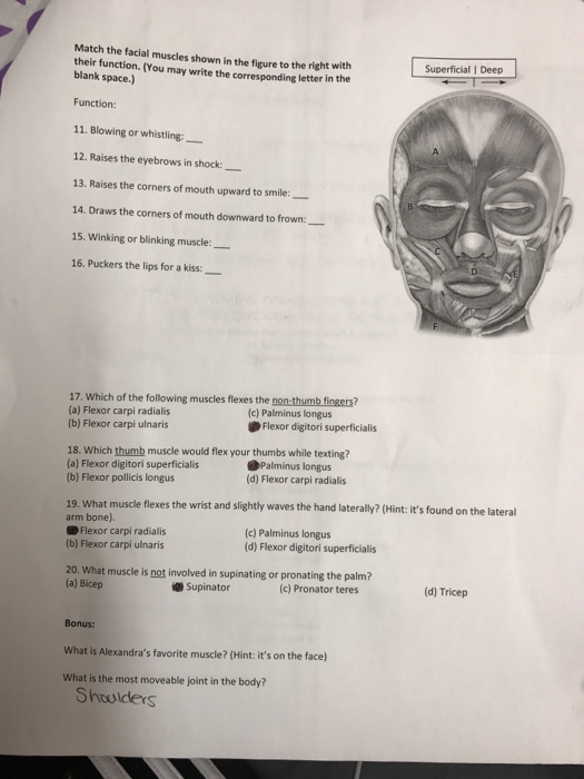Solved Match the facial muscles shown in the figure the | Chegg.com