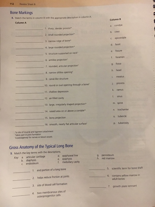 Solved REVIEW SHEET Instructors may assign a portion of the | Chegg.com