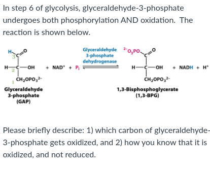 Solved In step 6 of glycolysis, glyceraldehyde-3-phosphate | Chegg.com