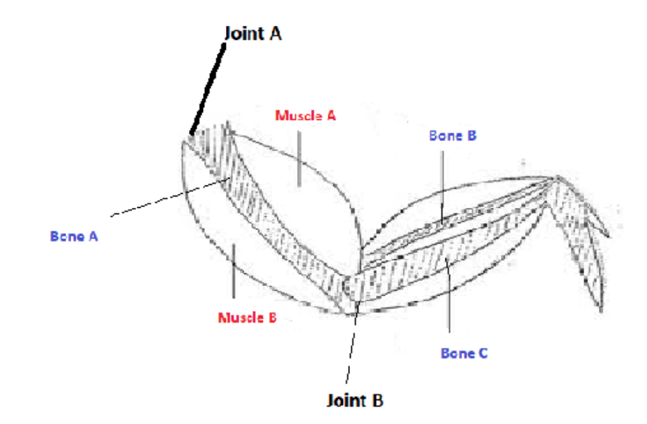 Solved Chicken wing dissection 1) Try to pull muscle A,