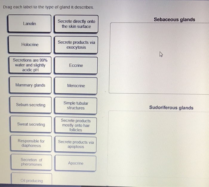 30 Drag Each Label To The Type Of Gland It Describes. - Labels Design