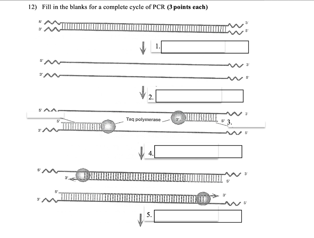 Solved 12 Fill In The Blanks For A Complete Cycle Of Pcr Chegg Com