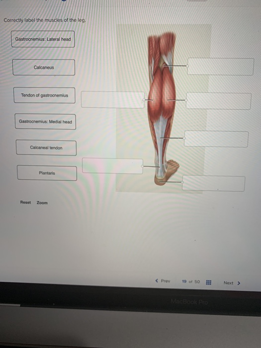 Solved Correctly label the muscles of the leg. | Chegg.com
