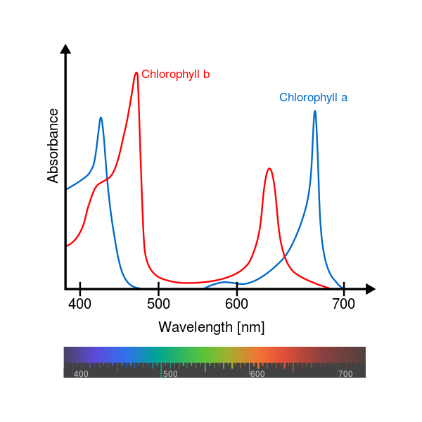 Solved Using the following absorbance vs wavelength curve,