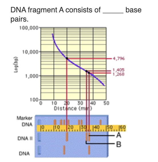 Solved base DNA fragment A consists of pairs. 100,000 10,000 | Chegg.com