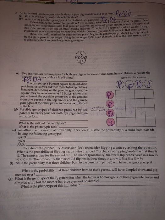 Solved 2 An Individual Is Heterozvygous For Both Traits Chegg