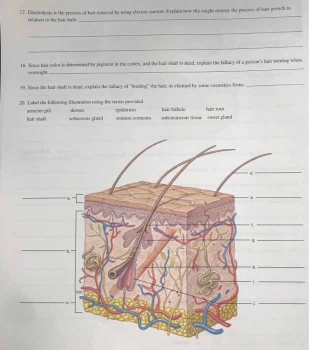 Solved I. The main organ of the integumentary system is the | Chegg.com