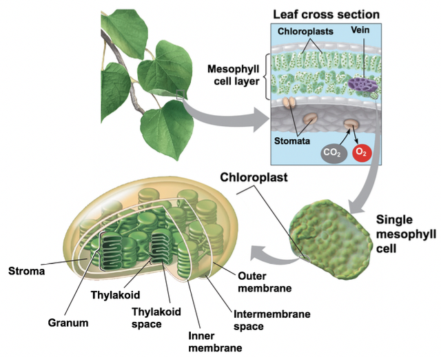 Featured image of post Plant Cell Chloroplast Location : Plant pigments in terrestrial ecosystems are crucial for sustaining life on the planet, through their pivotal role in plant photosynthesis.