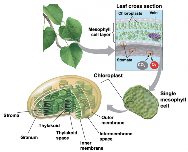 location of chloroplast in a cell