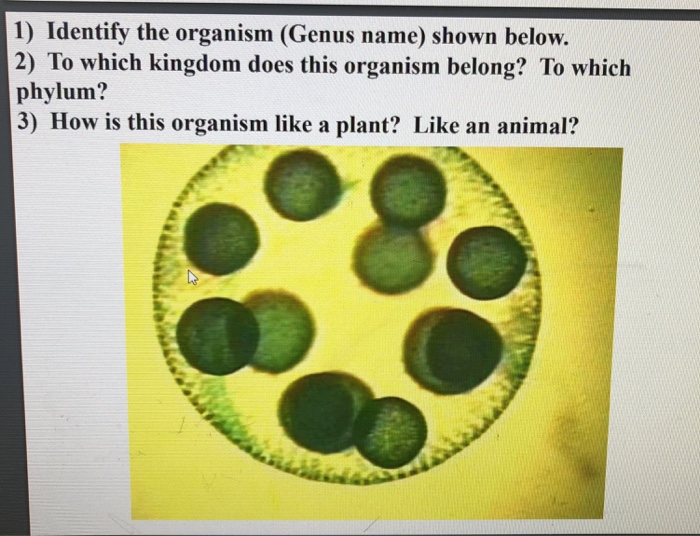 Solved 1) Identify the organism (Genus name) shown below. 2) | Chegg.com