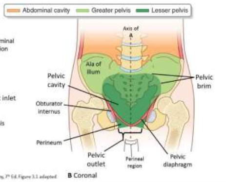pelvic cavity boundaries