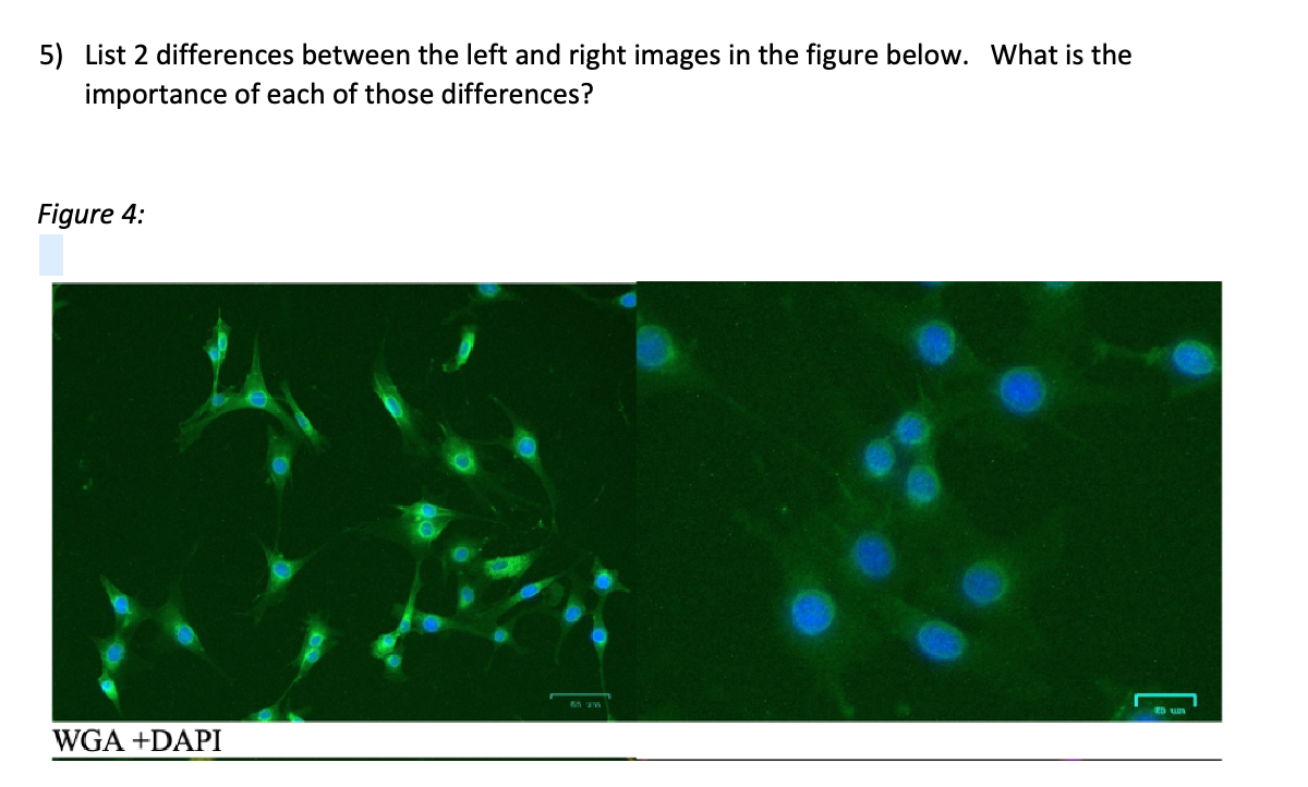 Solved 5) List 2 differences between the left and right | Chegg.com