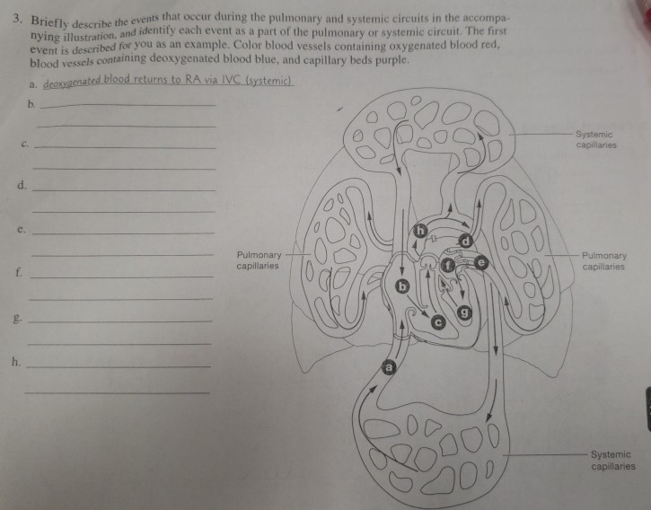 Solved 3. Briefly describe the events that occur during the