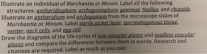 Solved Illustrate an individual of Marchantia or Mnium. | Chegg.com