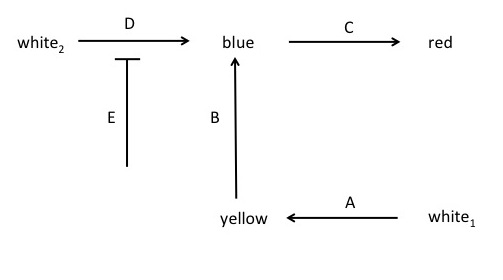 Examine The Following Biochemical Pathway Of Pigment | Chegg.com