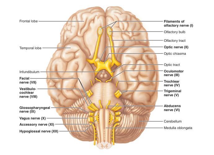 Solved match different nerves with their function tests: 1. | Chegg.com