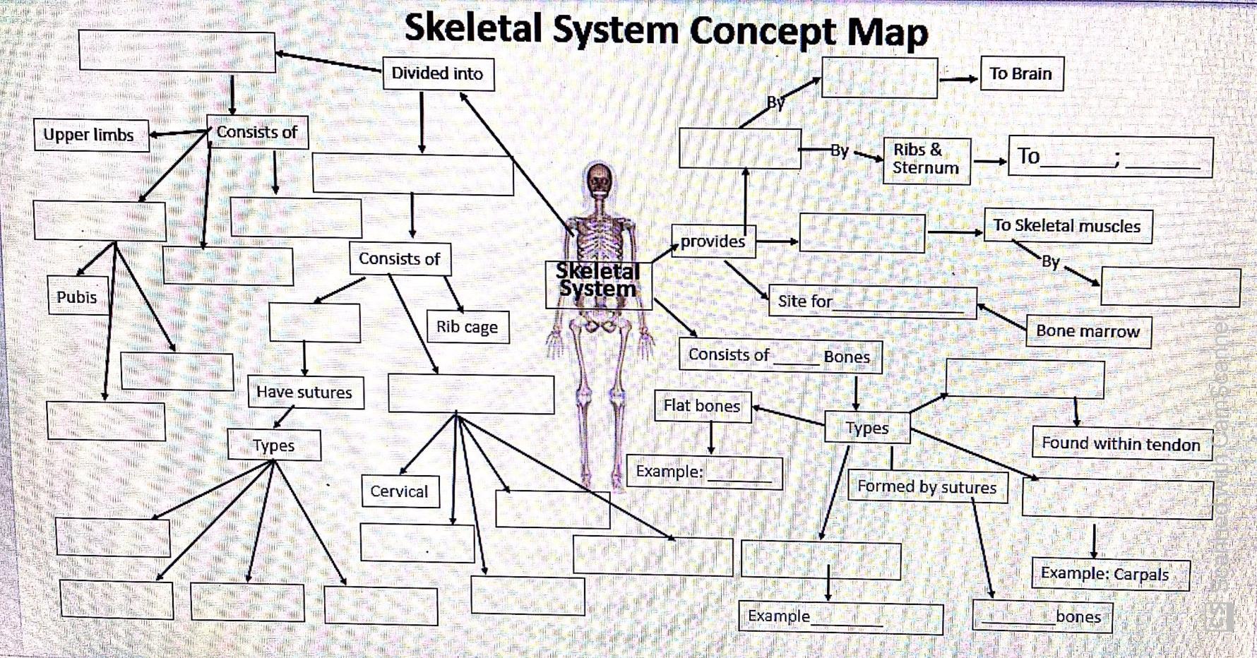 Solved PEALE HA Skeletal System Concept Map Divided into To | Chegg.com