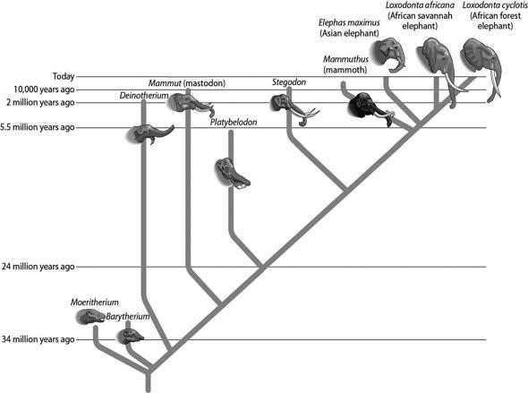 Solved 2.Examine the relationships between the elephants in