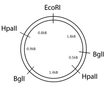 Solved 1. Which bands will you observe on a DNA gel for a | Chegg.com