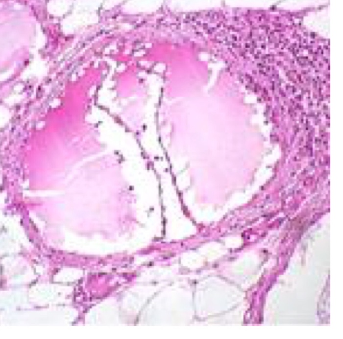 Histologija 2 Flashcards Chegg Com