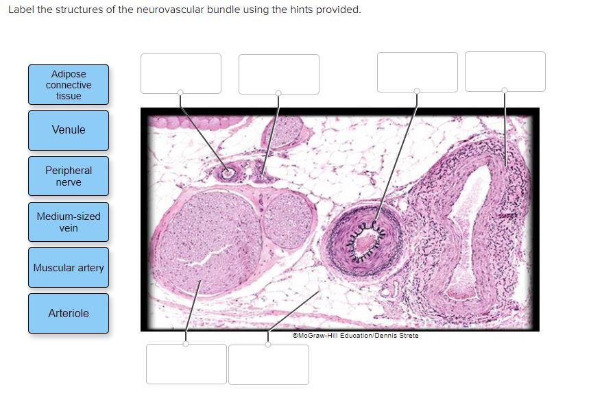 Solved Label the structures of the neurovascular bundle | Chegg.com