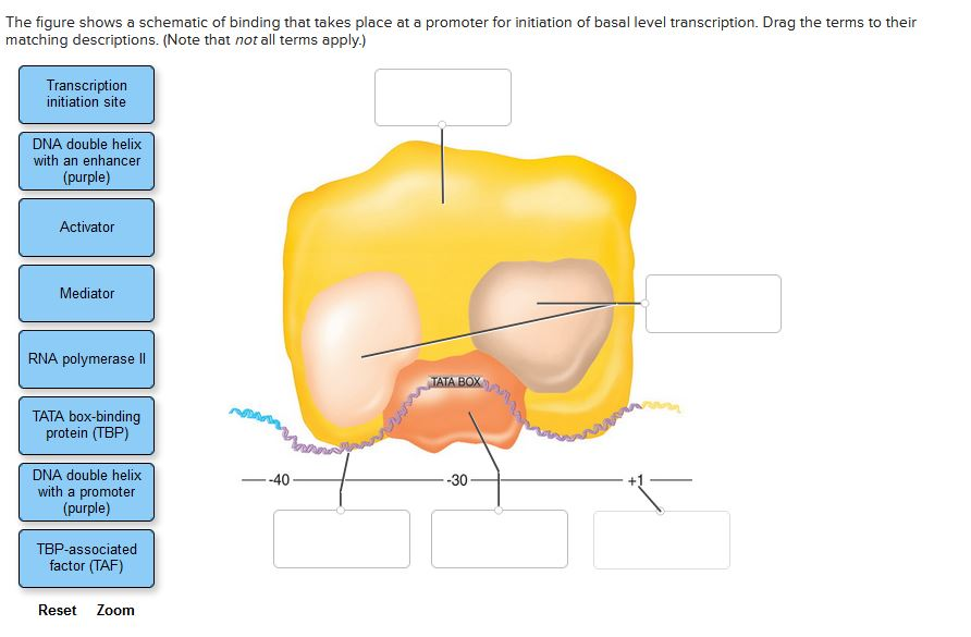 the figure shows a schematic of binding