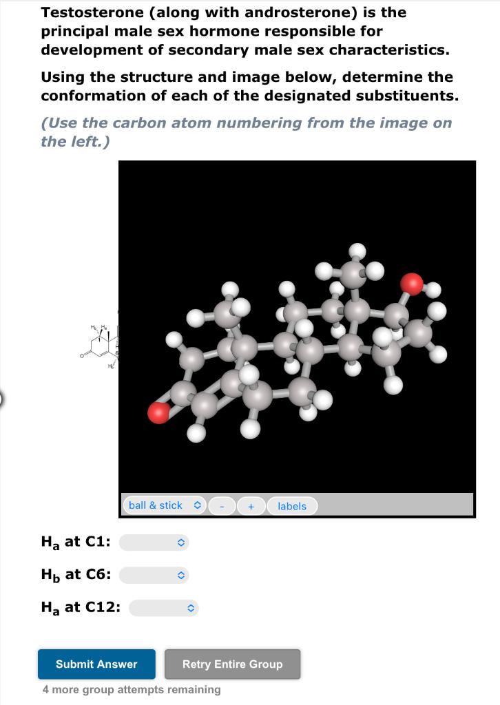 Testosterone (along with androsterone) is the | Chegg.com