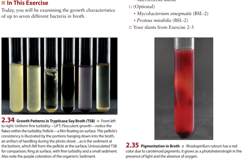 Solved Growth Patterns in Broth