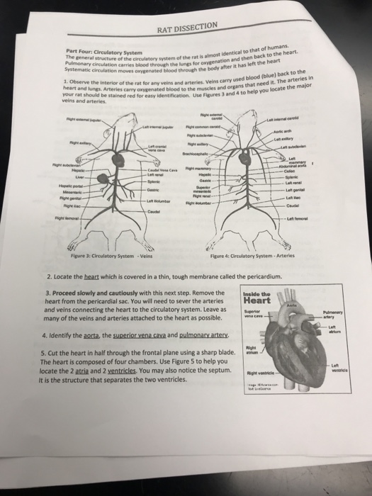 Rat Dissection Worksheet Answers