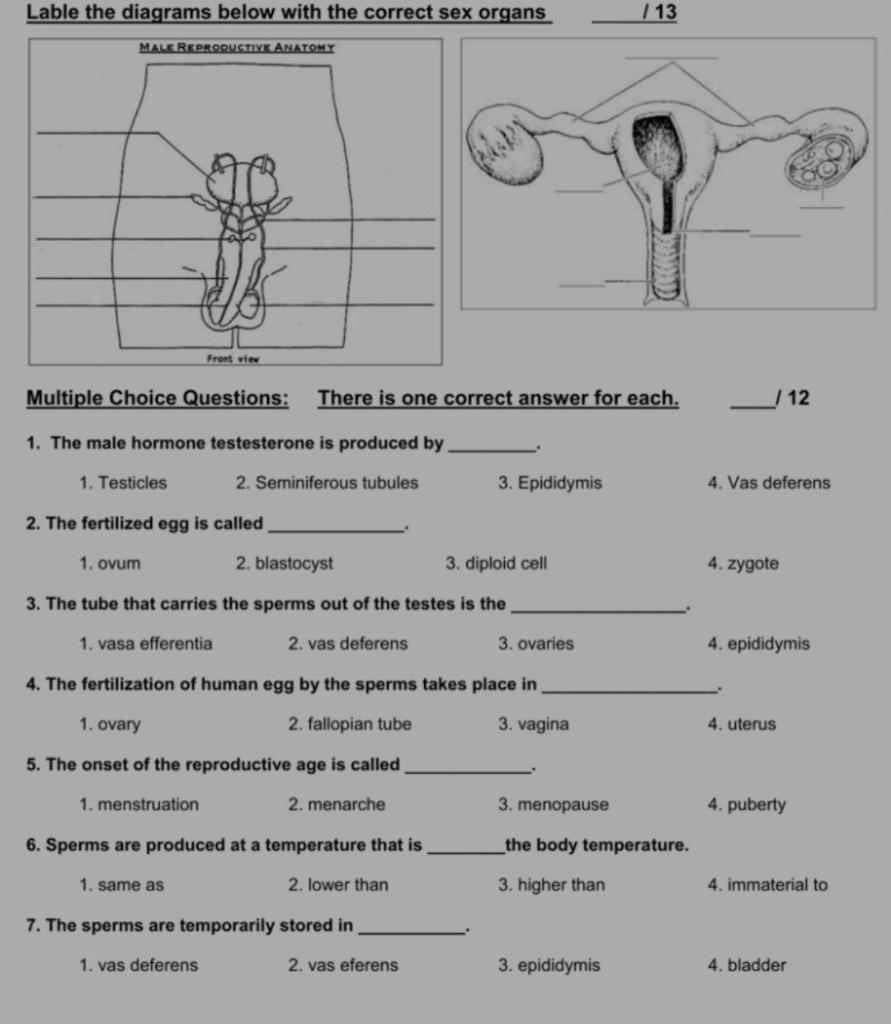 Solved Lable the diagrams below with the correct sex organs | Chegg.com