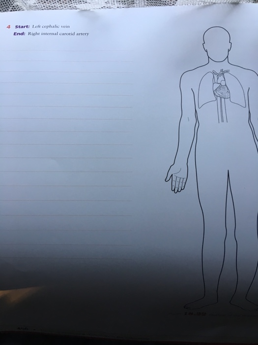 Solved Procedure 1 Tracing Blood Flow Patterns It is helpful