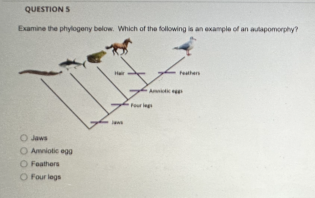 Solved A Group Is A Group In A Phylogeny That And 1 Chegg Com