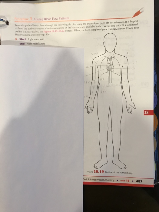 Solved re 1 Tricing Blood Flow Pattern race the path of