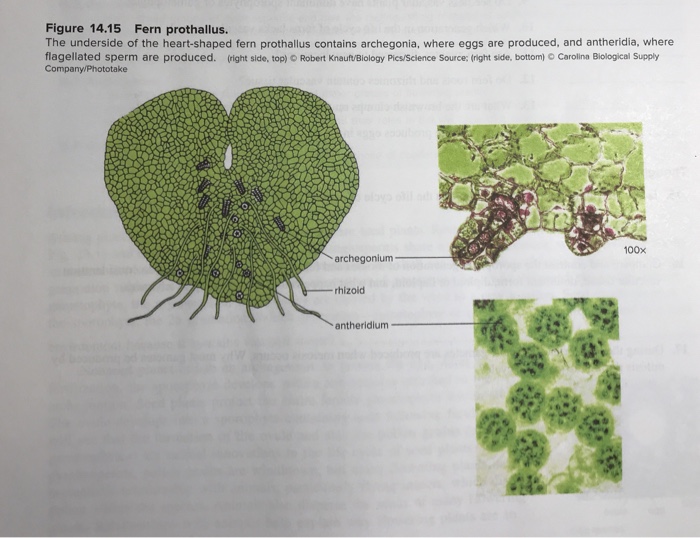 Fern Prothallium