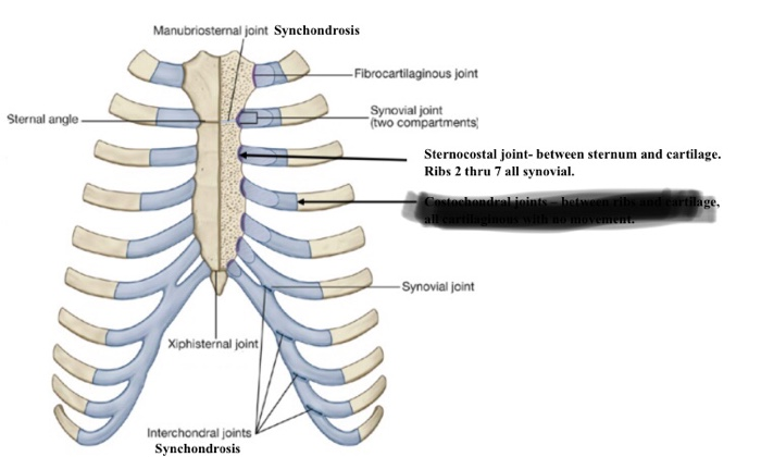 interchondral joint