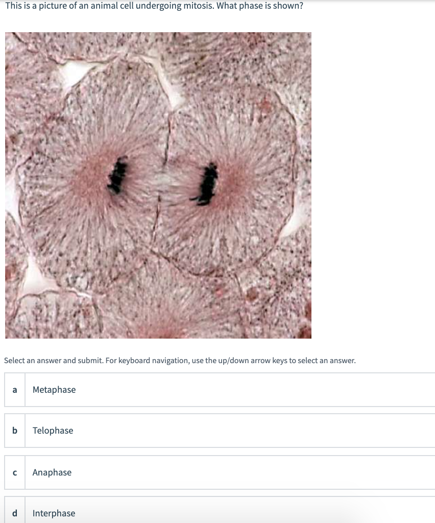 Solved This is a picture of an animal cell undergoing 