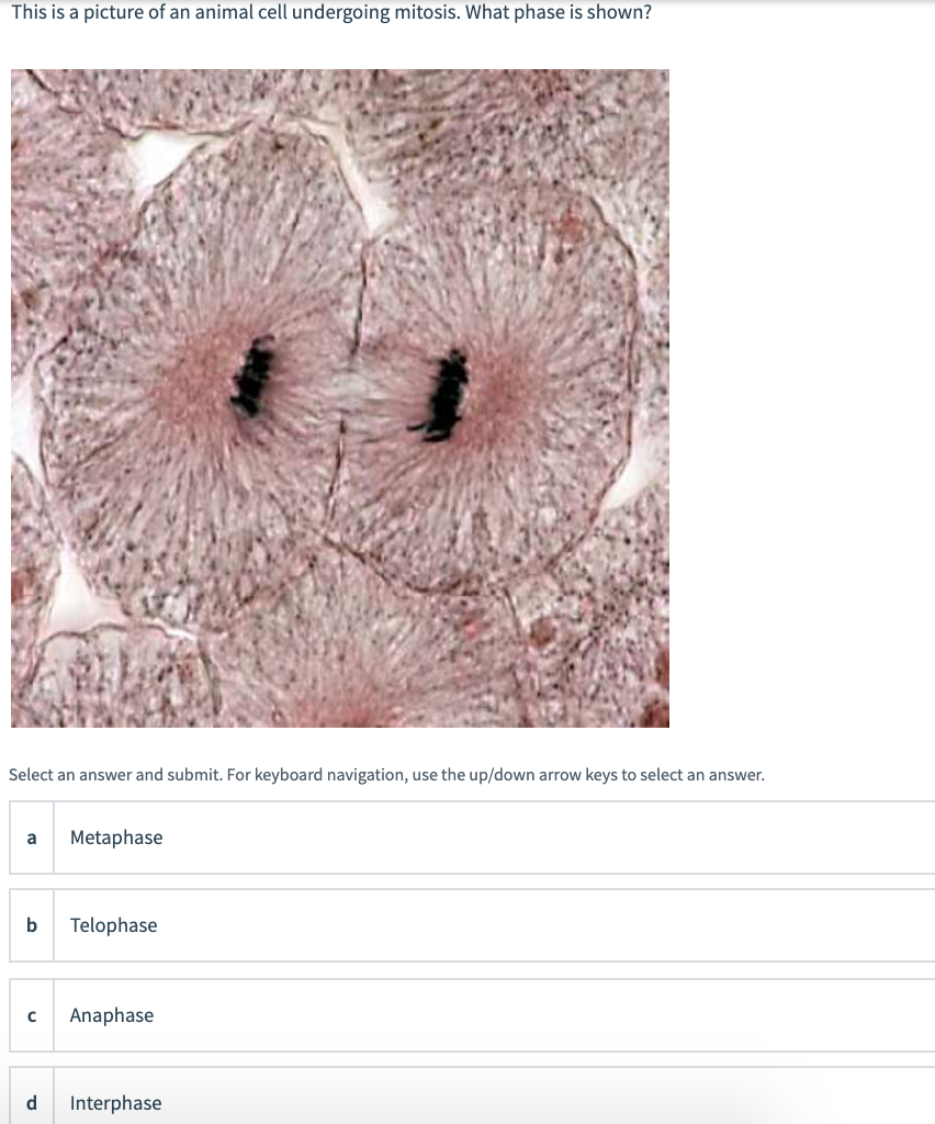 animal cell mitosis microscope