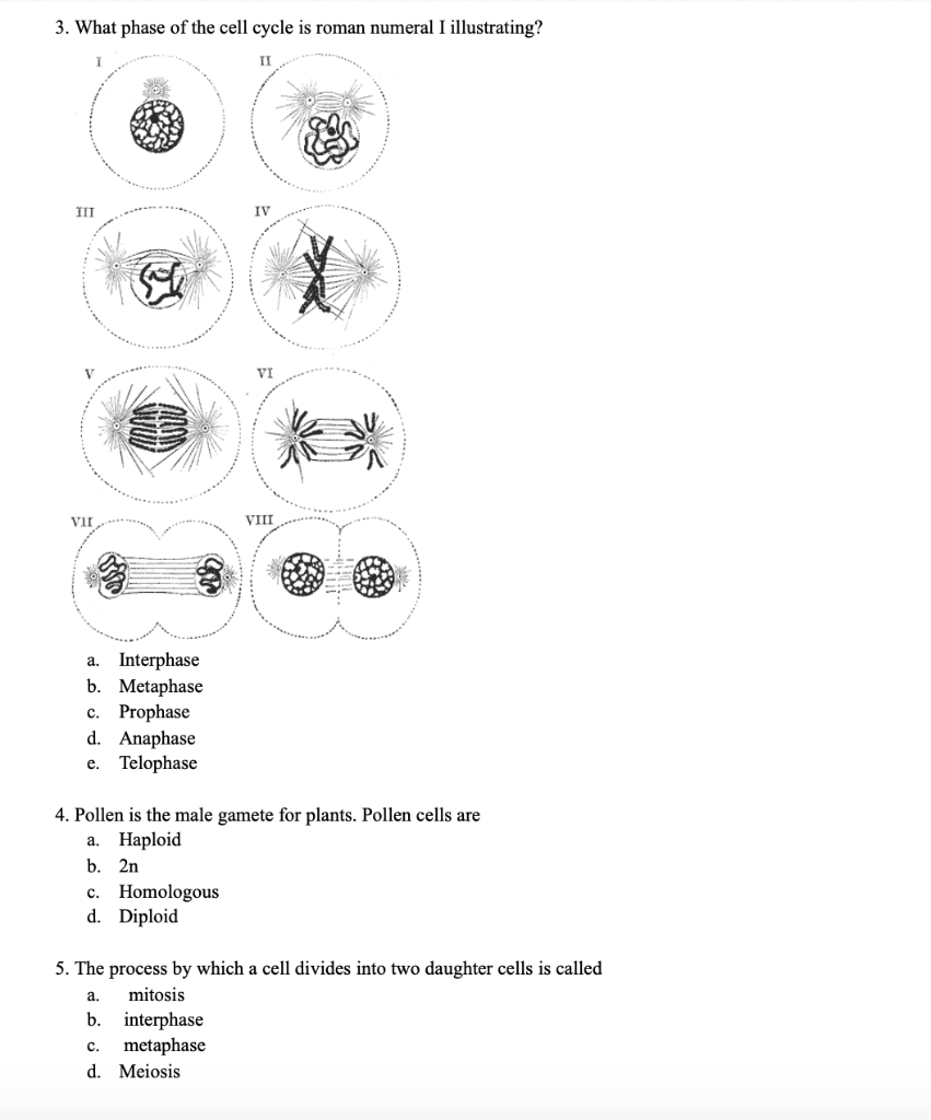 Solved 1. What phase of the cell cycle is roman numeral IV | Chegg.com