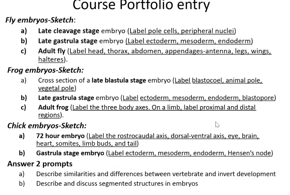 Solved Course Portfolio entry Fly embryos-Sketch: a) Late | Chegg.com