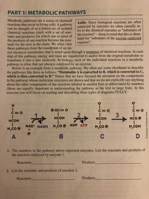Solved PART 1: METABOLIC PATHWAYS Metabolic pathways are a | Chegg.com